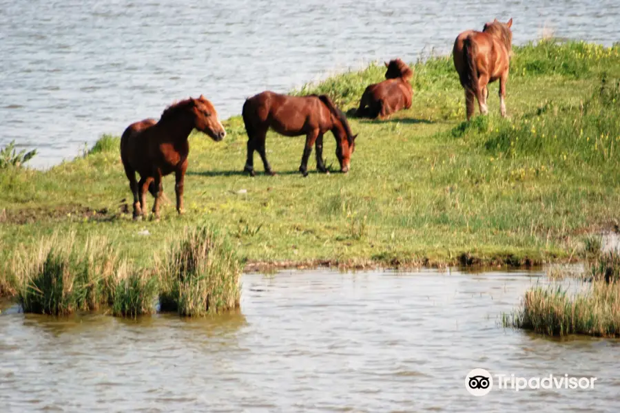 Baie de Somme