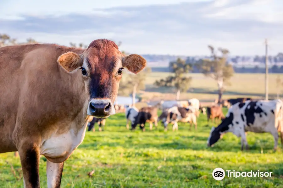 Kenilworth Dairies