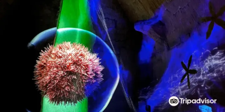 Le Mystere des Faluns - Les Perrieres