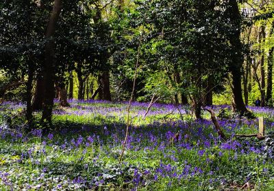 Highgate Wood