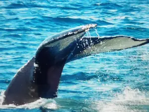 Petit Pasage Whale Watch