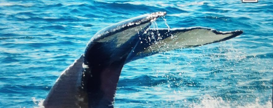Petit Pasage Whale Watch