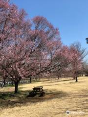 Kodai Hasu No Sato (Ancient Lotus Park)