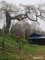 外大野のしだれ桜