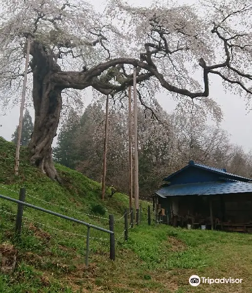 外大野のしだれ桜