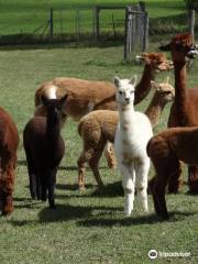 Home Again Alpaca Farm