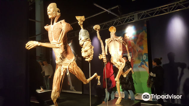 Exhibition Real Bodies