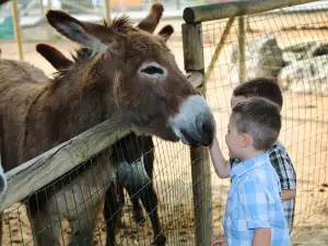 LES PETITS FERMIERS - Parc animalier et de loisirs - Lansargues