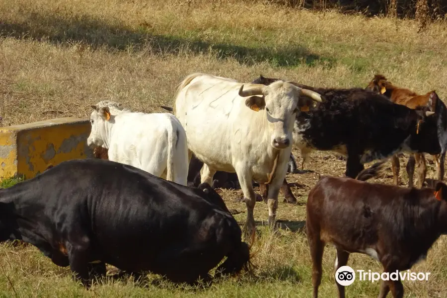 Bull Watch Cadiz