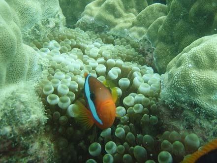 Blue Pearl Bay Snorkeling Adventure