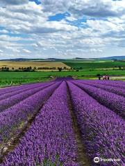 Lavandia s.r.o. Lavender farm