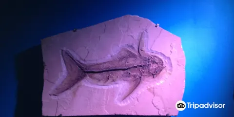 Museo de Historia Natural