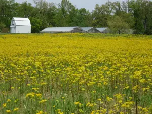 Murray State Arboretum