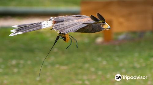 The Devon Bird of Prey Centre