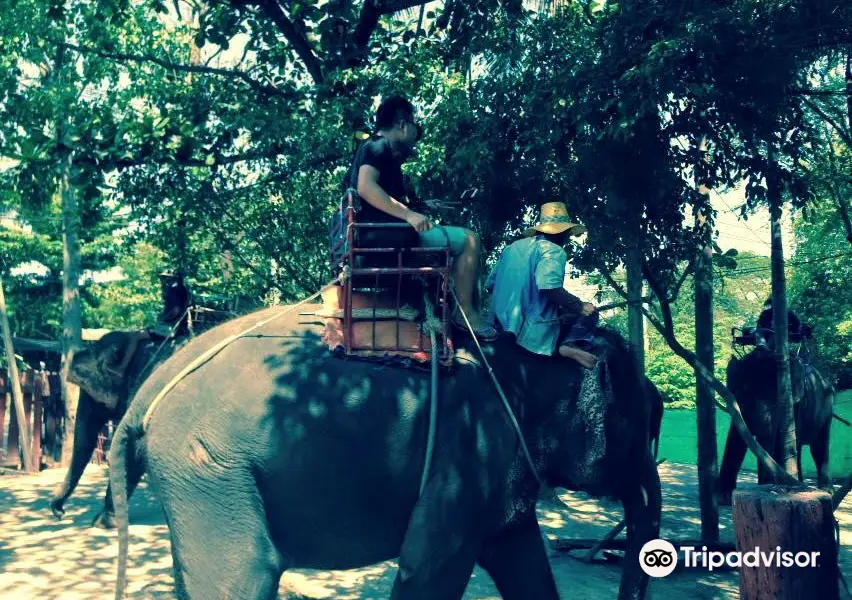 Damnoen Saduak Elephant Village