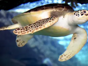 フォート・フィッシャー・ノースカロライナ水族館