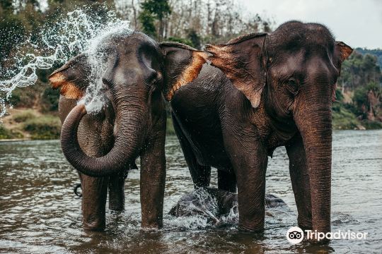 MandaLao Elephant Conservation
