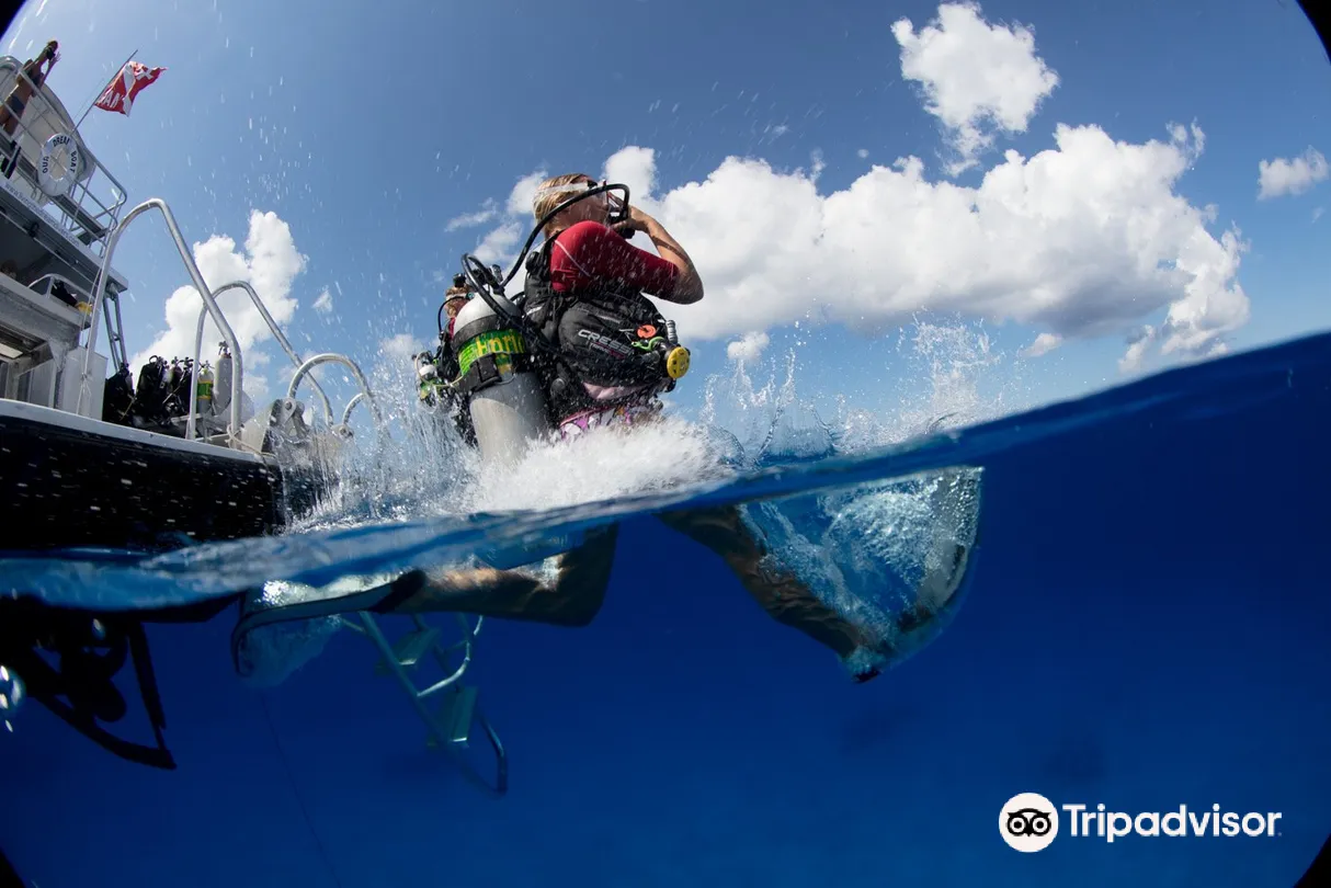 4_Living The Dream Divers