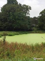 Font Hill Wetland Park