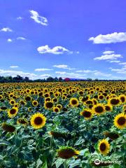 Davis Family Farm (Sunflowers open July 29)