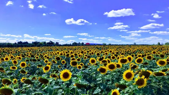 Davis Family Farm (Sunflowers open July 29)