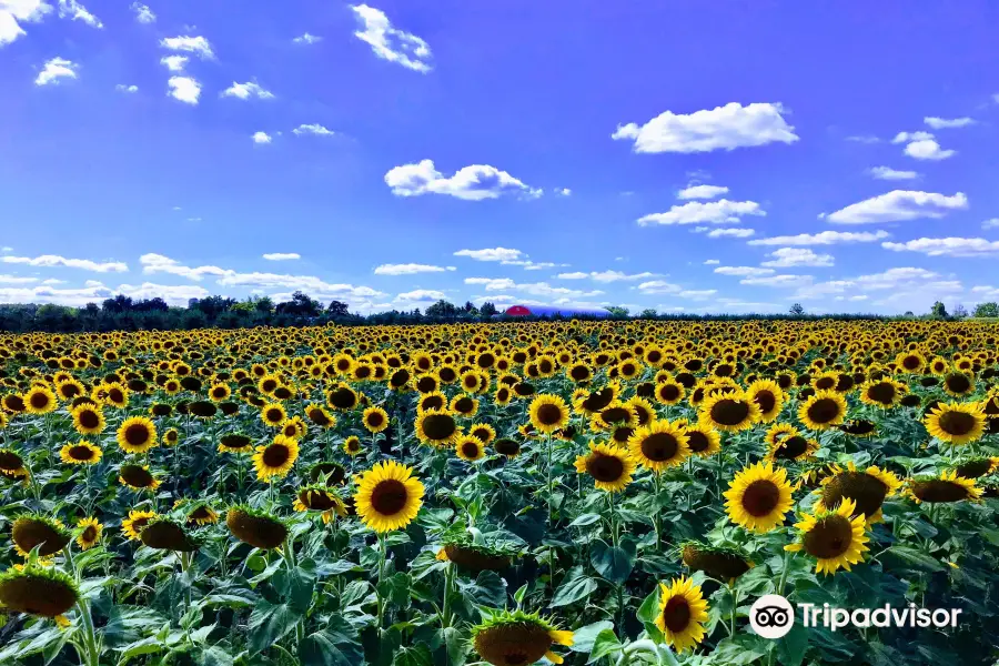 Davis Family Farm (Sunflowers open July 29)