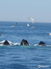 Provincetown Whale Watch