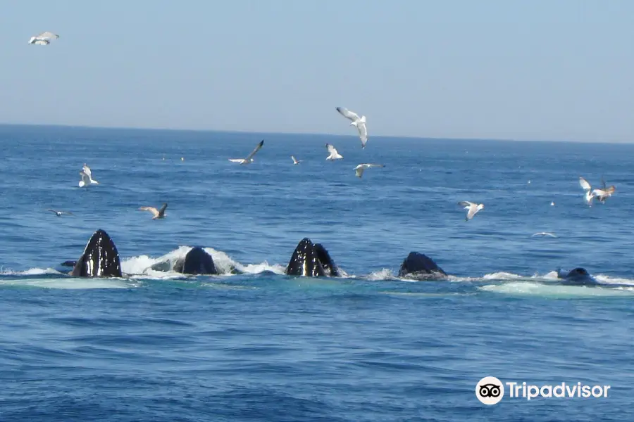 Provincetown Whale Watch