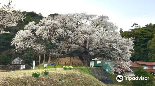 三隅大平櫻