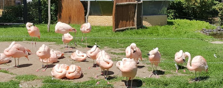 Zoo Landau