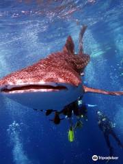 Samui Dive Tribe