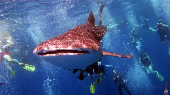 Samui Dive Tribe