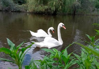 Poltava City Park - Arboretum