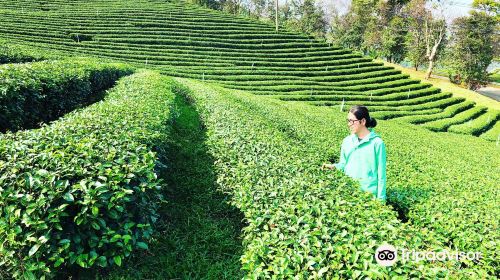 101 Tea Plantation