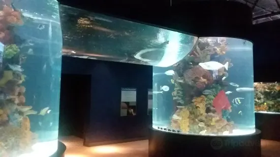 Electric City Aquarium & Reptile Den