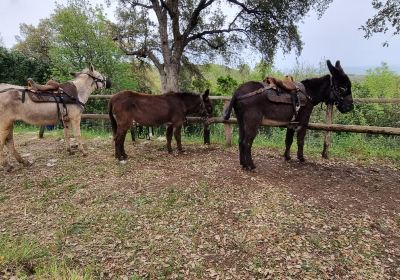 Ferme aux Anes