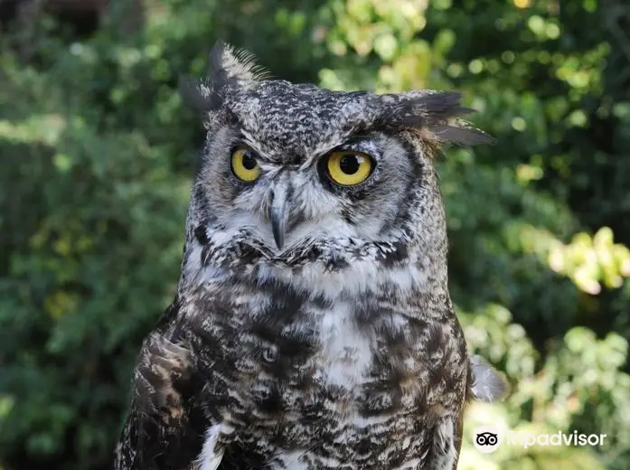 Cotswold Falconry Centre