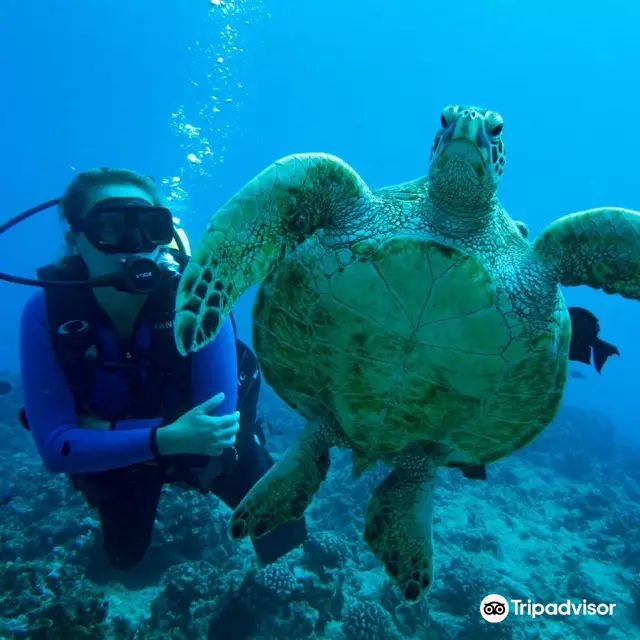 Scuba Diving in Honolulu
