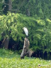 Blue Heron River Tours