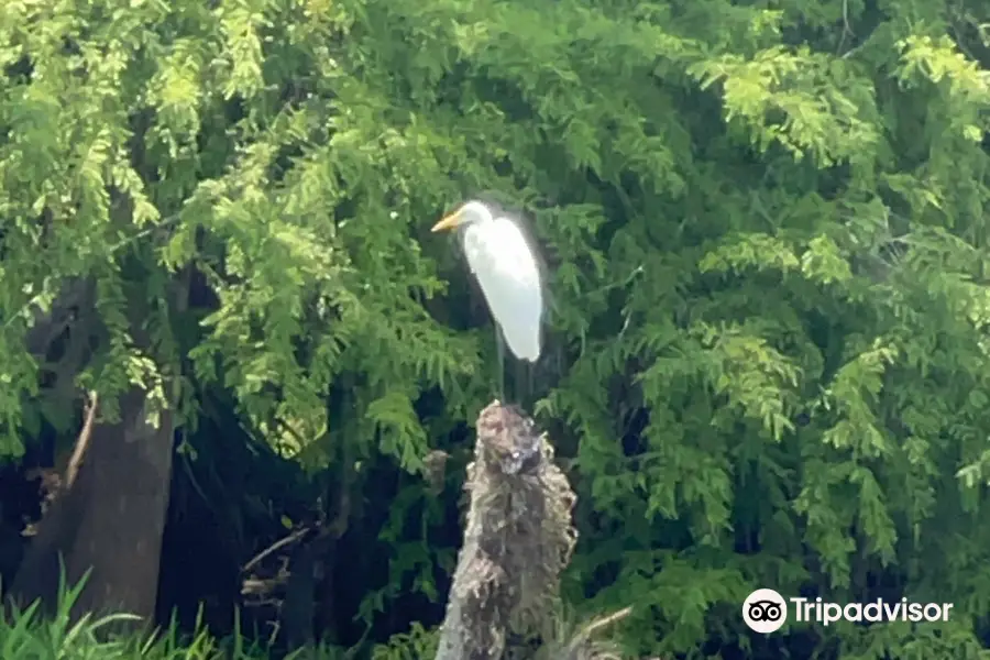 Blue Heron River Tours