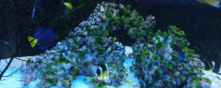 Oceanarium