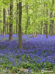 National Trust - Ashridge Estate