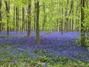National Trust - Ashridge Estate