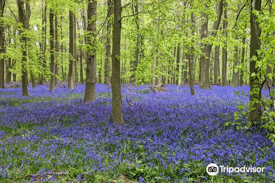 National Trust - Ashridge Estate