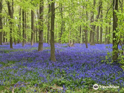 National Trust - Ashridge Estate