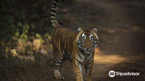 Tiger Safari India