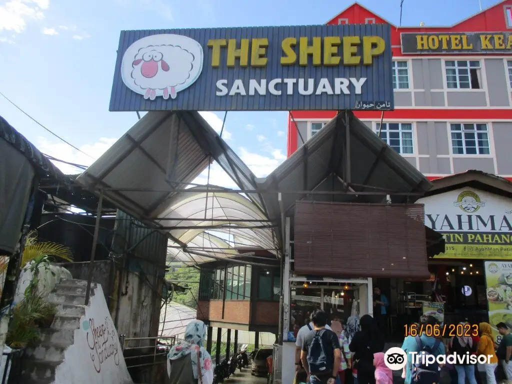 cameron highlands the sheep