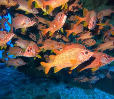 Blue Water Diving Centre Ltd