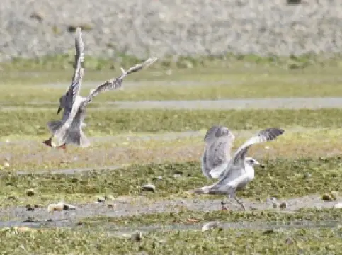 Saltwater State Park