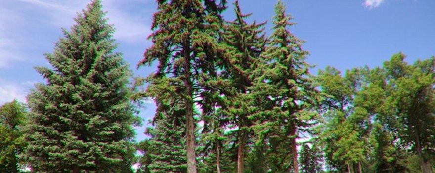 Pioneer Park